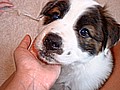 sasha may 01-02 2006 - 8 weeks old 005.jpg